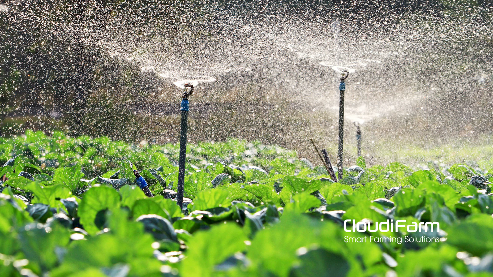 Smart irrigation, how, when and how much?